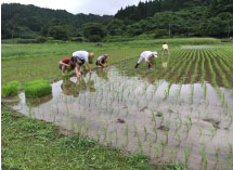 田植え